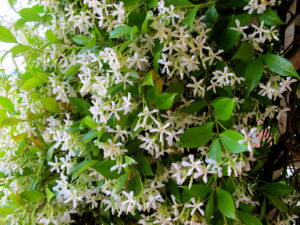 Jasmine closeup