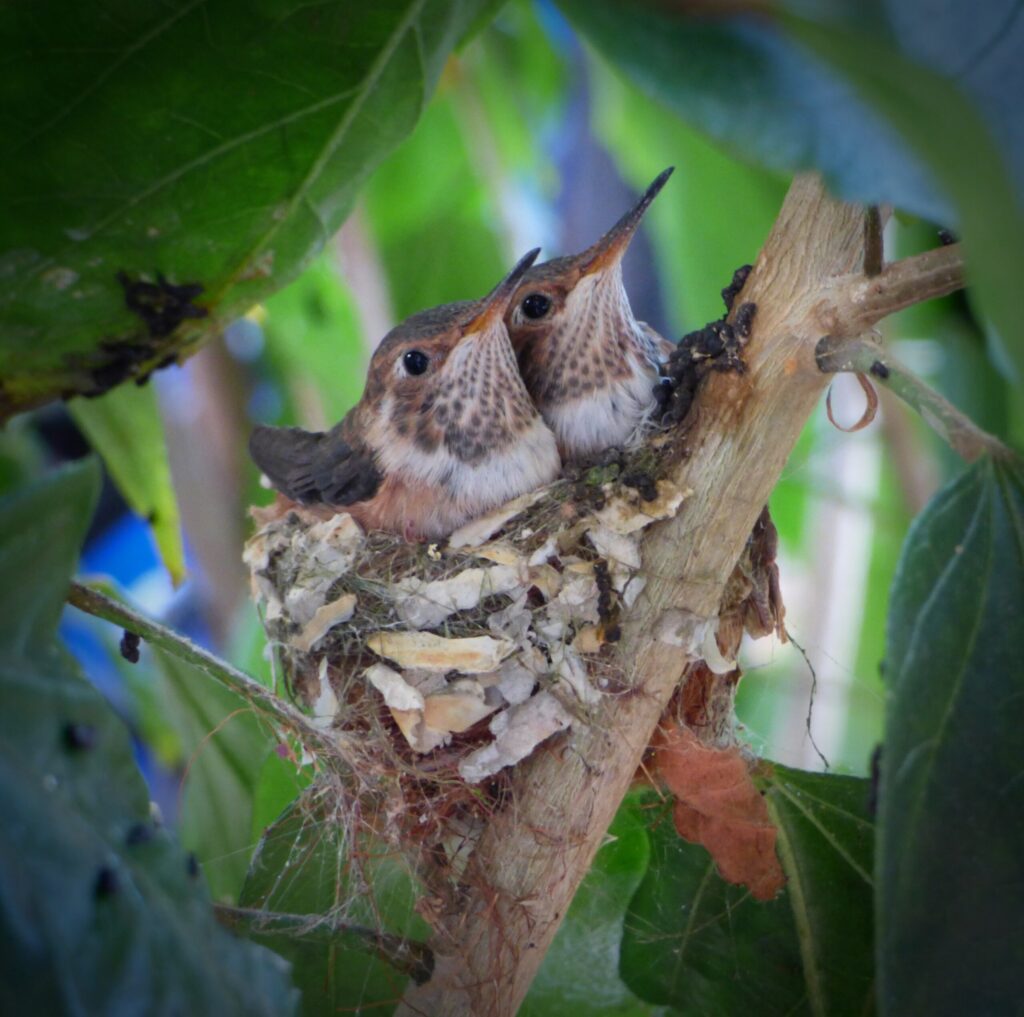 tiny baby hummingbirds in a nest in a tree
