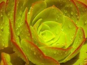 succulent after watering