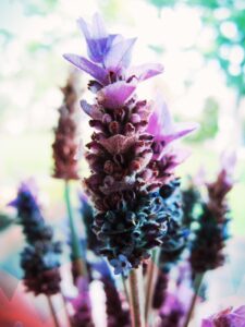 lavender