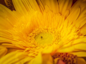 IMG_4800sunflower
