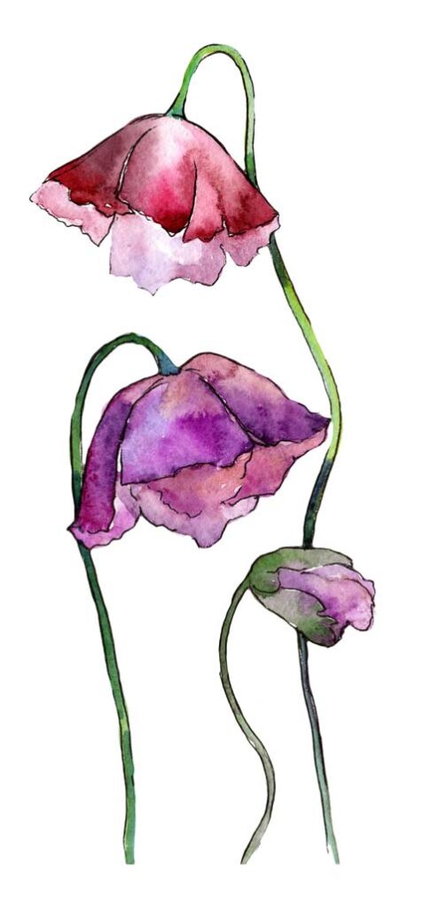 flowers