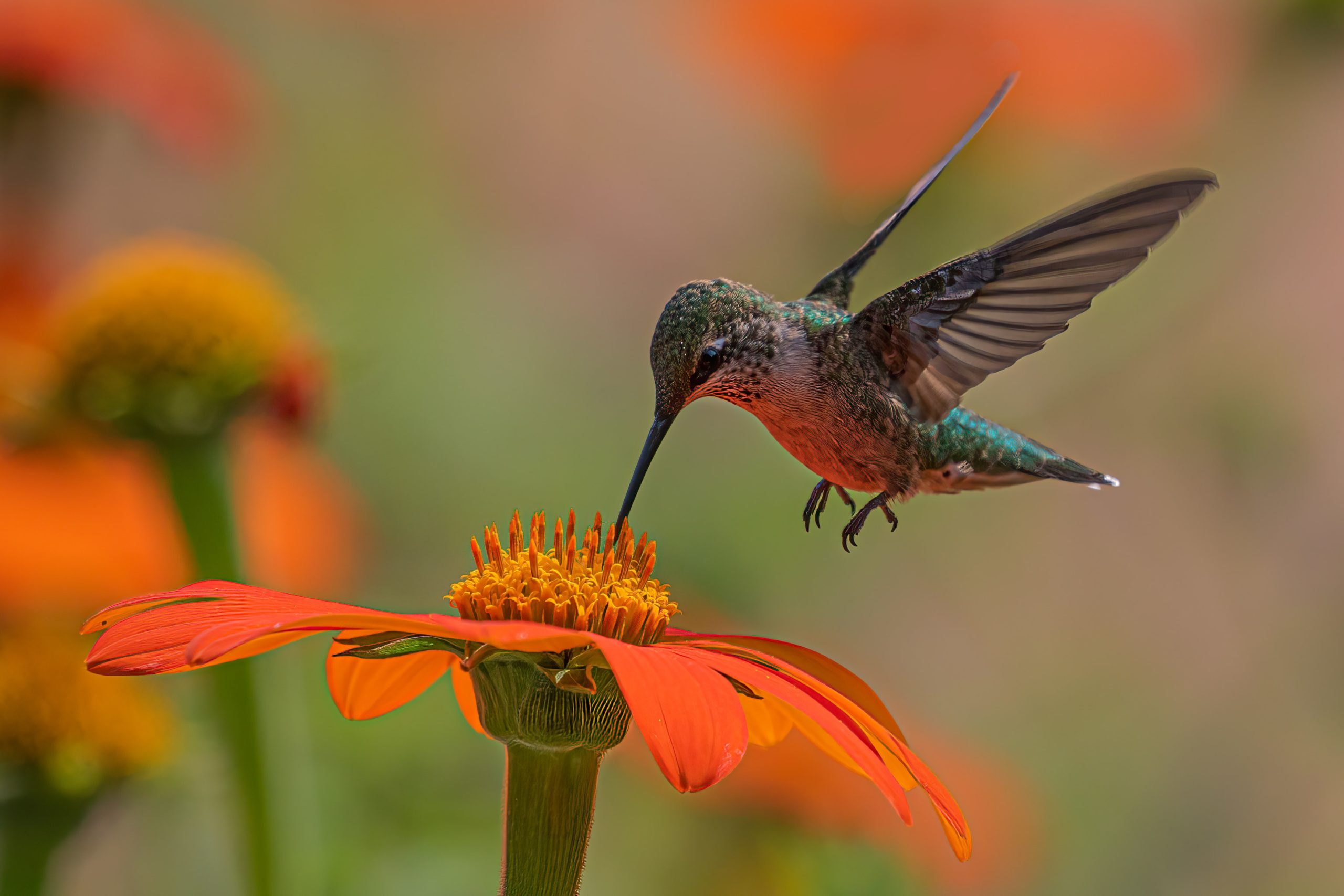 Hummingbird feeds on Mexican Sunflower