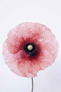 close up on translucent poppy